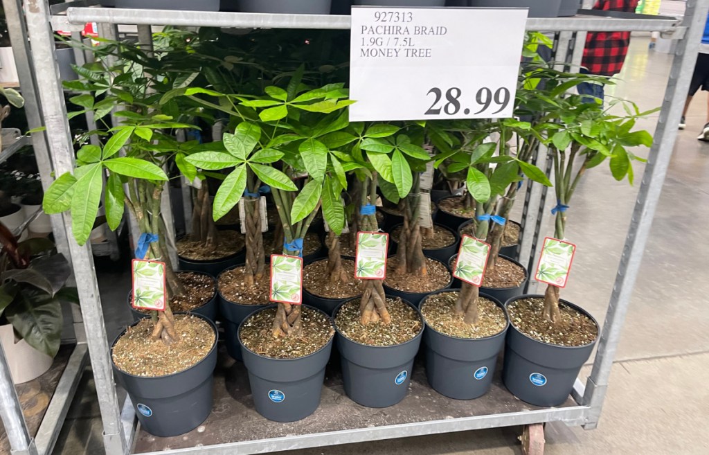 a collection of potted money trees on display at costco