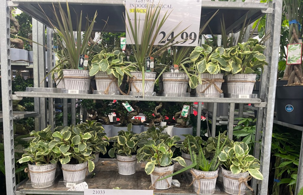 assorted potted plants on display at costco