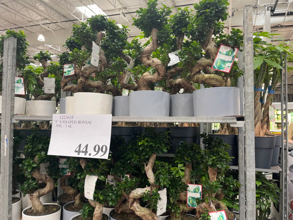 shaped bonsai trees in pots on display at costco