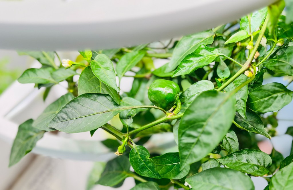 close up of pepper plant with growing green pepper