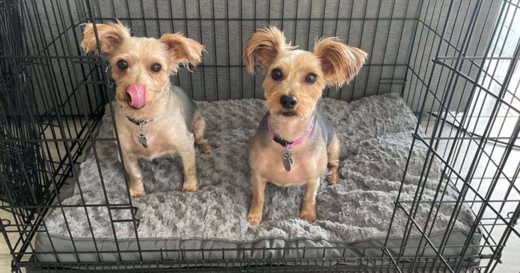 two small dogs in a crate