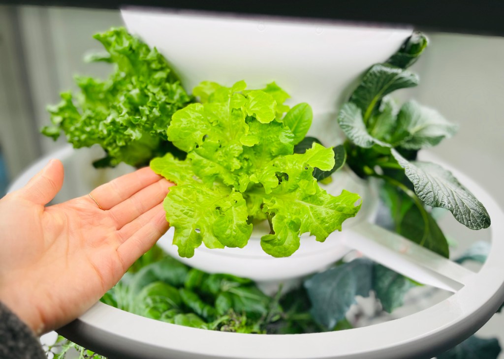 hand holding edge of leafy green lettuce