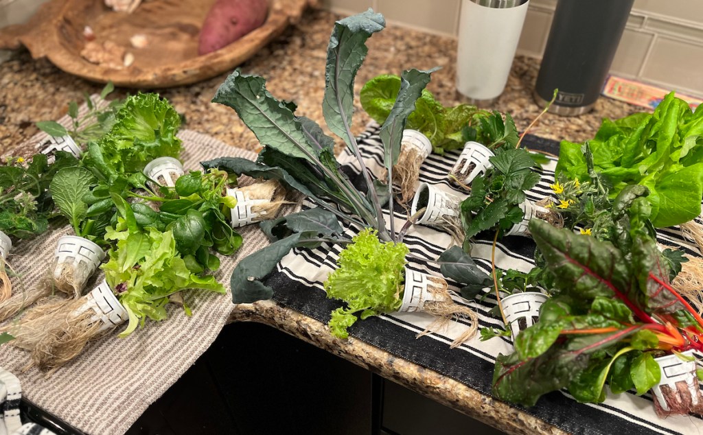 hydroponic plants from lettuce grow farmstand on countertop