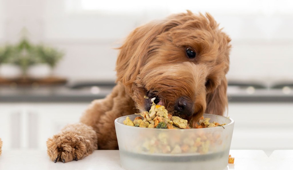dog eating food in bowl