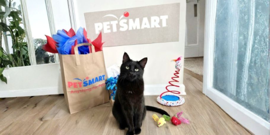 Your Pet Could Be The Next PetSmart Chief Toy Tester (Earn Up To $10K!)