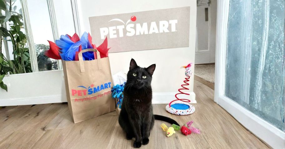 black cat sitting in front of petsmart sign and toys