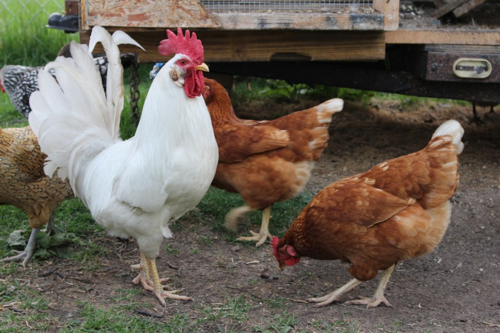 this rooster with chickens and hens can be loaned out as part of your next rental business