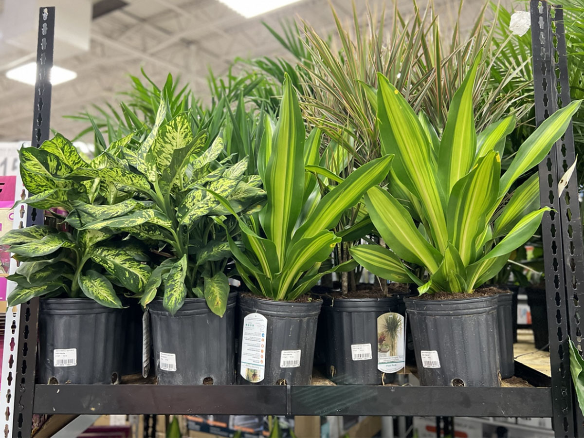 Rite Aid Triple Your Wellness+ Points Thru September