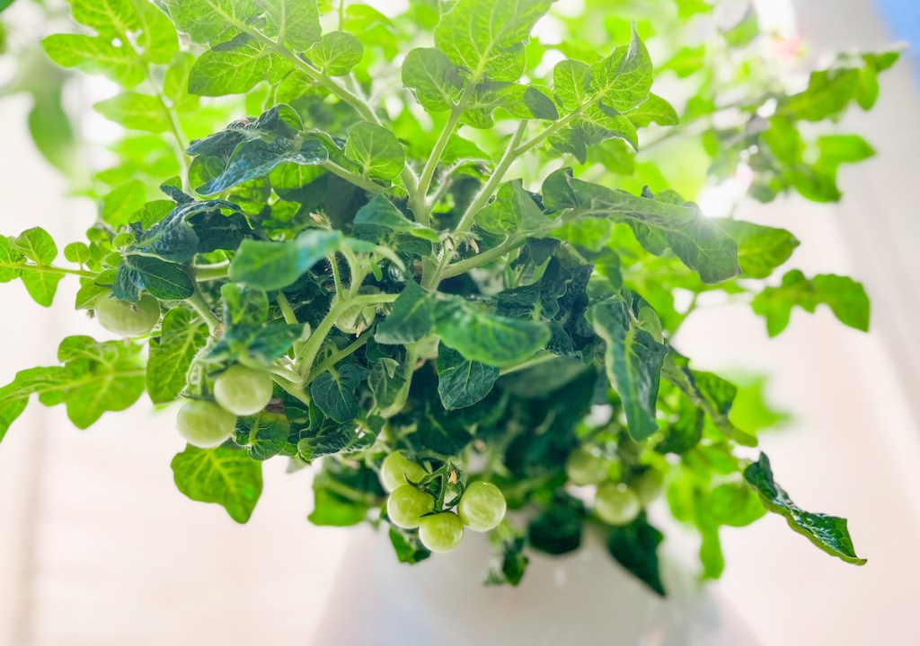 orange hat tomato plant on lettuce grow farmstand