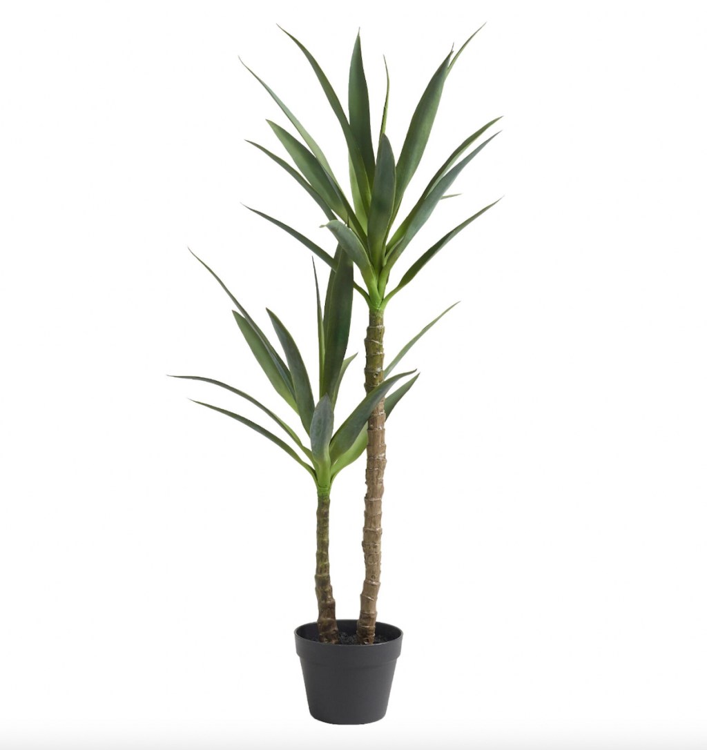 stock photo with white background of faux yucca plant