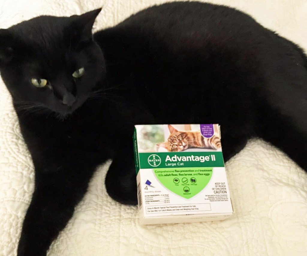 black cat laying next to box of Advantage II Cat Flea Prevention