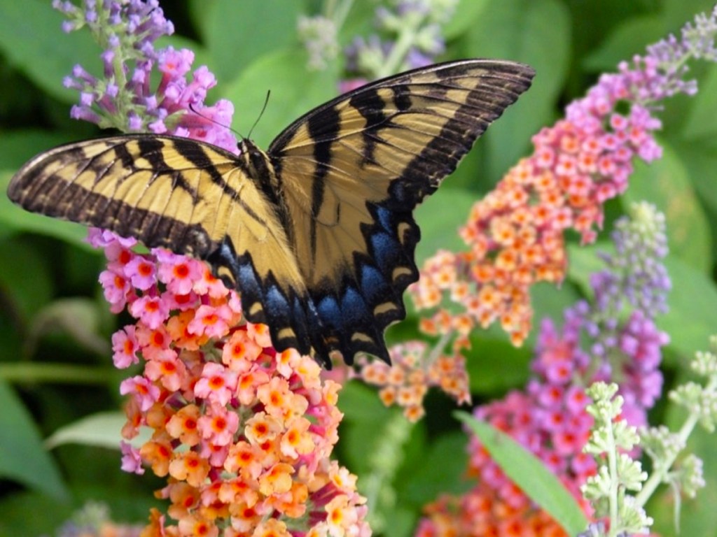 butterfly landing on rainbow colored flowers