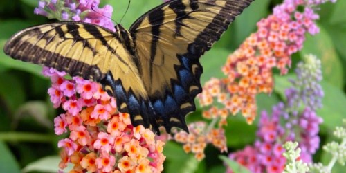Butterfly Bush Live Plants 2-Pack from $16.45 Shipped (Reg. $40) | Attract Pollinators to Your Yard!