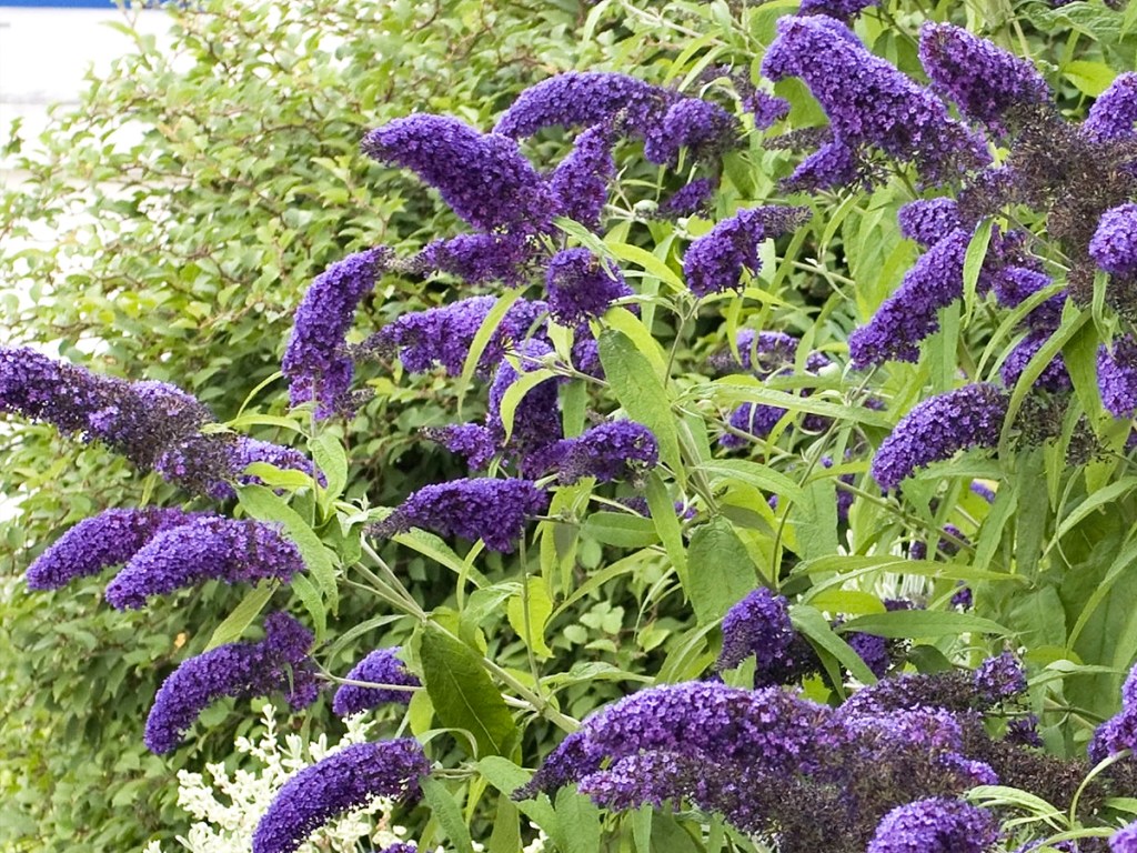 purple flowers blooming on butterfly bush plant