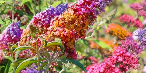 Butterfly Bush Live Plants from $7 Each Shipped (Attract Pollinators to Your Yard!)
