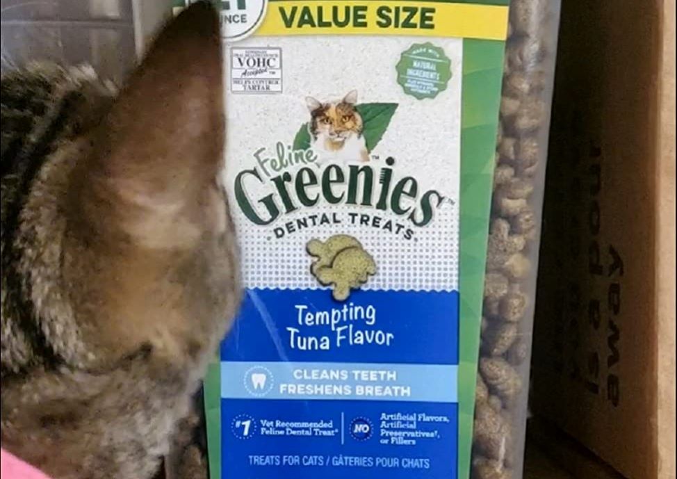 Cat looking at a tub of Greenies cat treats
