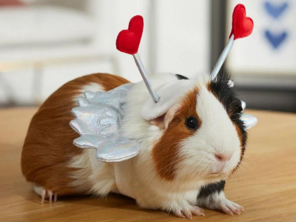 Frisco Guinea Pig Cupid Costume