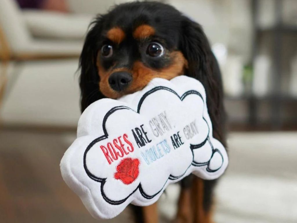 King Charles Spaniel puppy carrying a thought bubble shaped plush toy in its mouth
