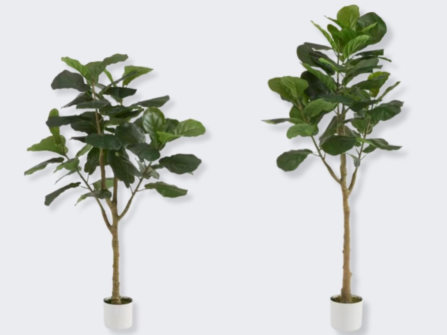 a 4 foot and a 5 foot faux fiddle leaf fig trees in white pots
