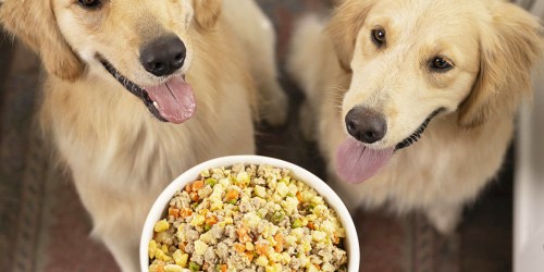 60% Off Nom Nom Customized Dog Food + FREE Shipping (All-Natural w/ No Preservatives or Fillers)