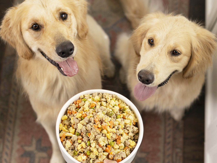 two golden retrievers looking up at bowl of food