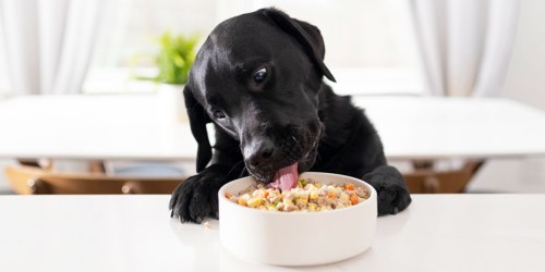 40% Off Nom Nom Customized Dog Food + FREE Shipping (All-Natural w/ No Preservatives or Fillers)