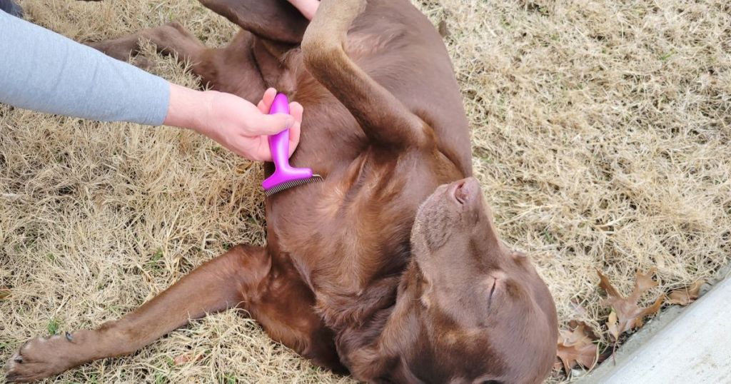 person using pink grooming brush on dogs belly 
