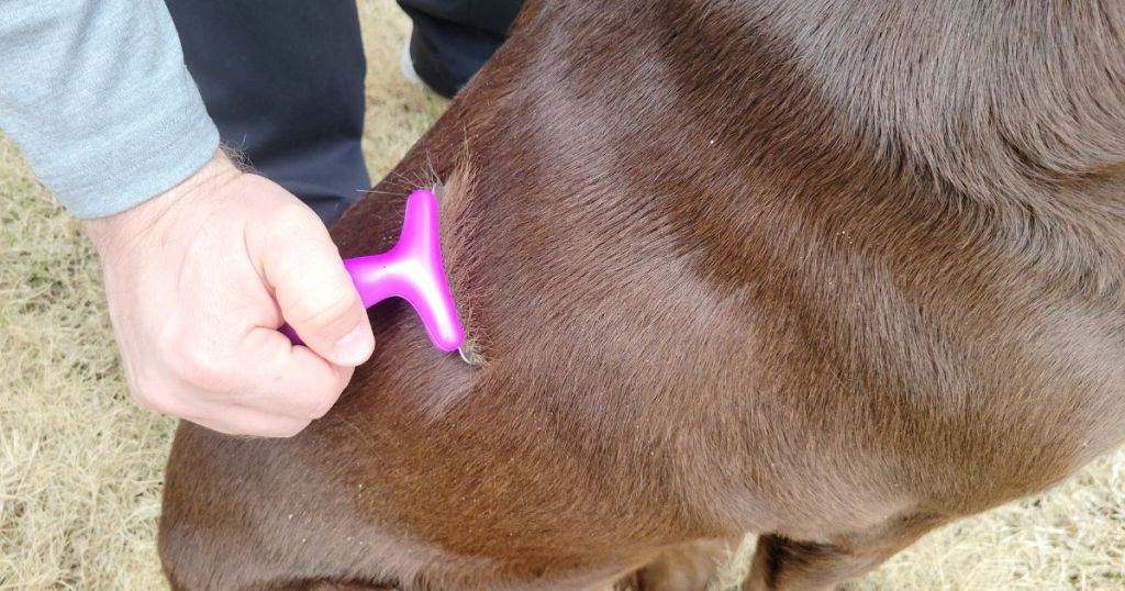 person using pink grooming brush on dogs back