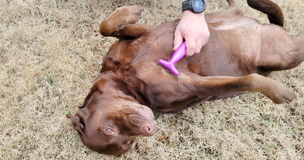 person using pink grooming brush on dog's belly