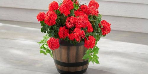 TWO Wine Barrel Planters Only $16.97 w/ Free Store Pickup at Home Depot – Just $8.49 Each!