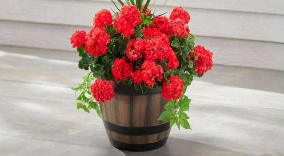 a wien barrel planter planted with red geraniums