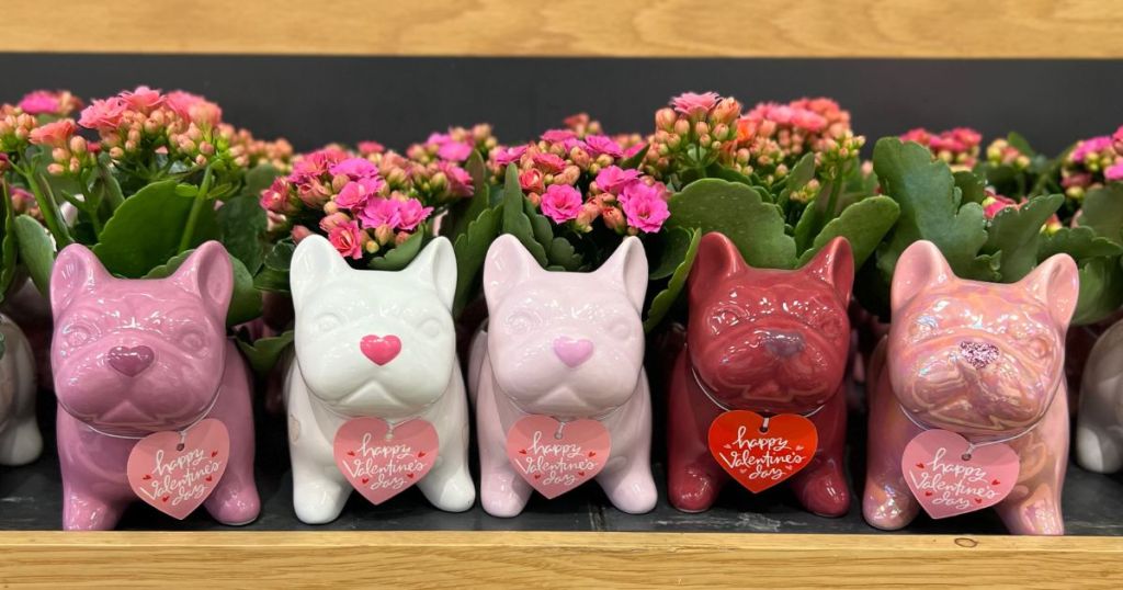 row of ceramic Frenchie Valentine's Day flower planters on shelf at Target
