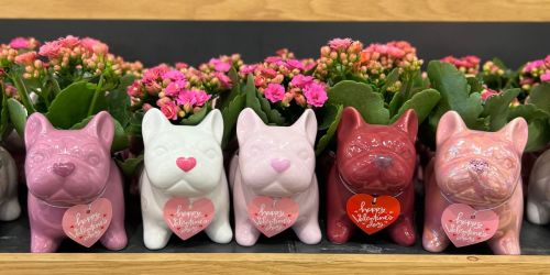 Check Out These Cute Valentine’s Frenchie Planters with Flowers at Target for Only $10!