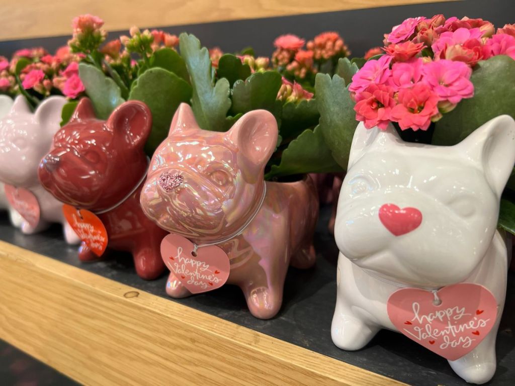 row of red, pink, white and purple ceramic Frenchie Valentine's Day flower planters on shelf at Target