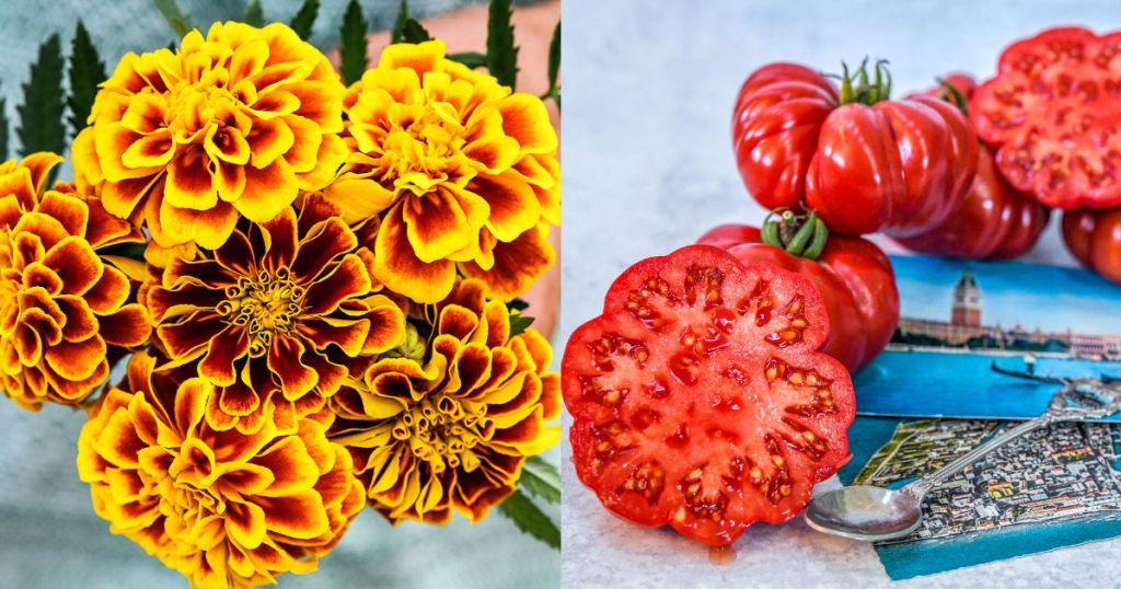 Two-Tone Giant Marigolds and Huge Heirloom Tomoato Sliced open exposing inside next to a small pile of whole heirloom tomatoes