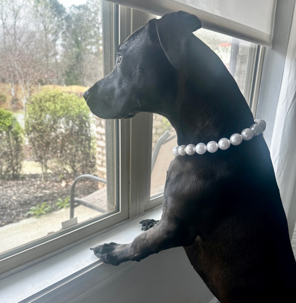 A cute dog wearing a beaded necklace and looking out the window