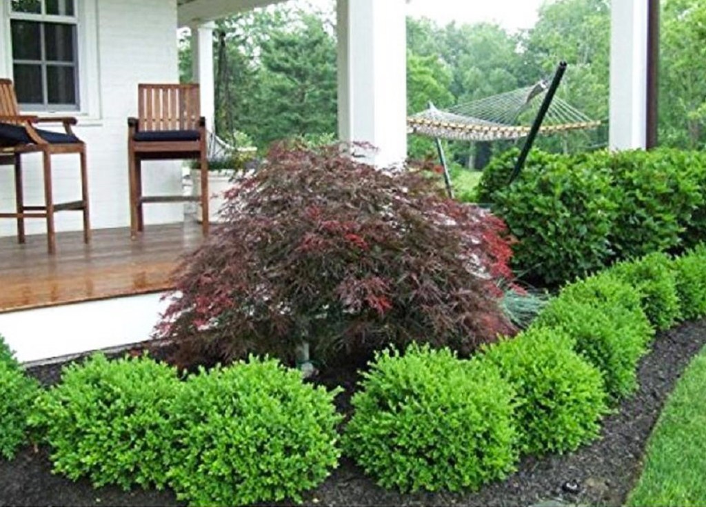boxwood plants planted along side of deck