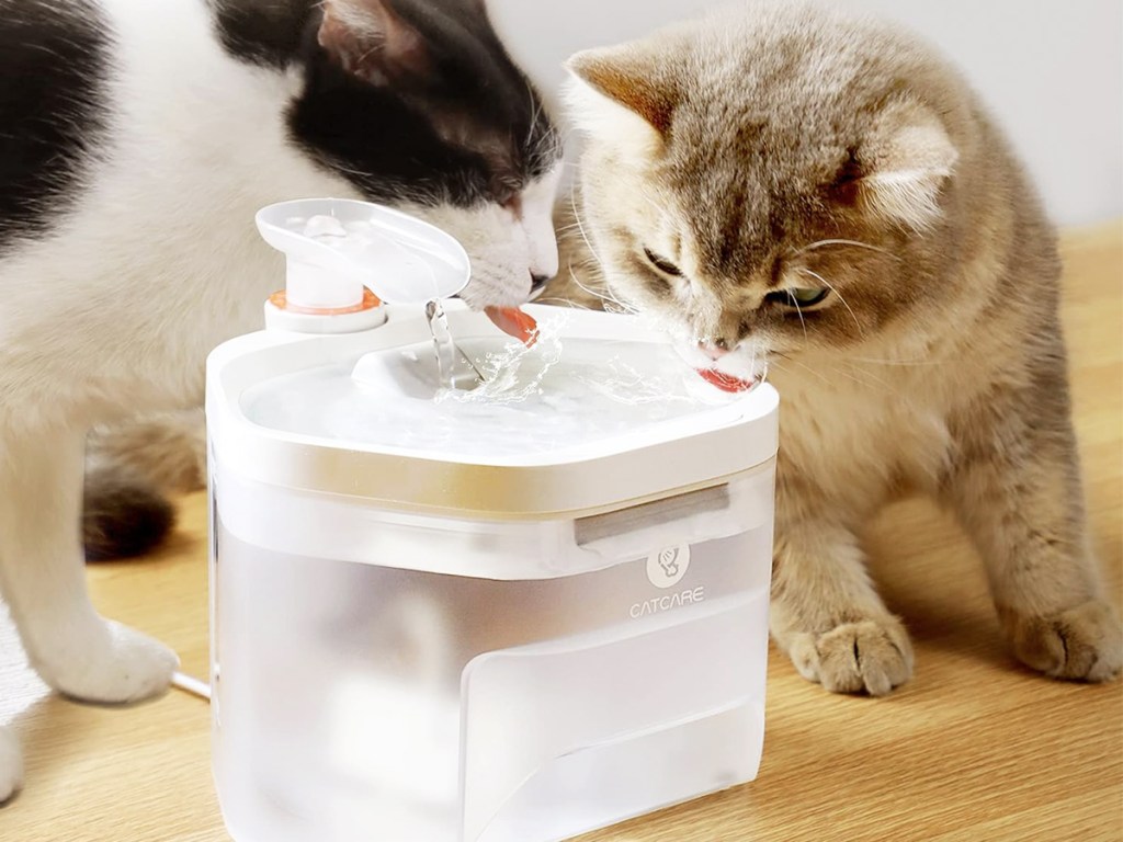 two cats drinking from water fountain 