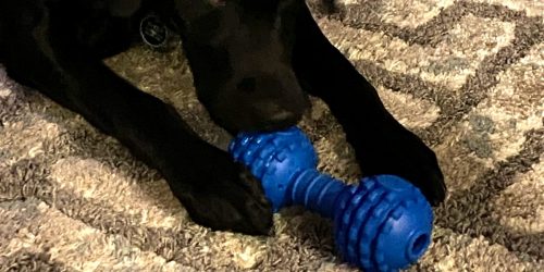 Chompion Dog Chew Toy Only $4.70 on Amazon (Regularly $12)