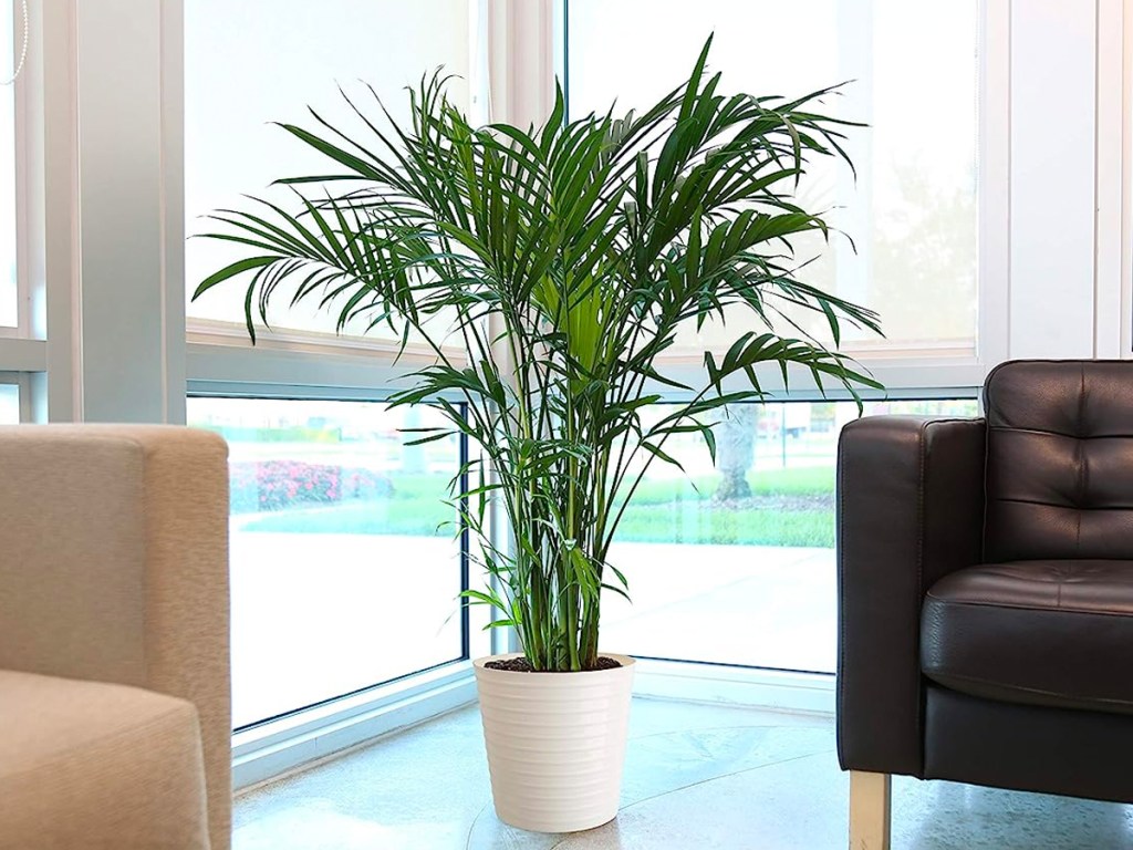 Costa Farms Cat Palm in living room