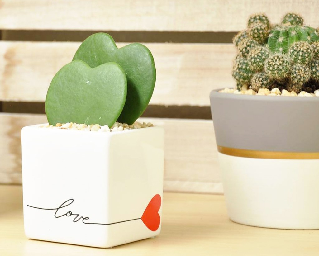 succulent in a square white planter that says love