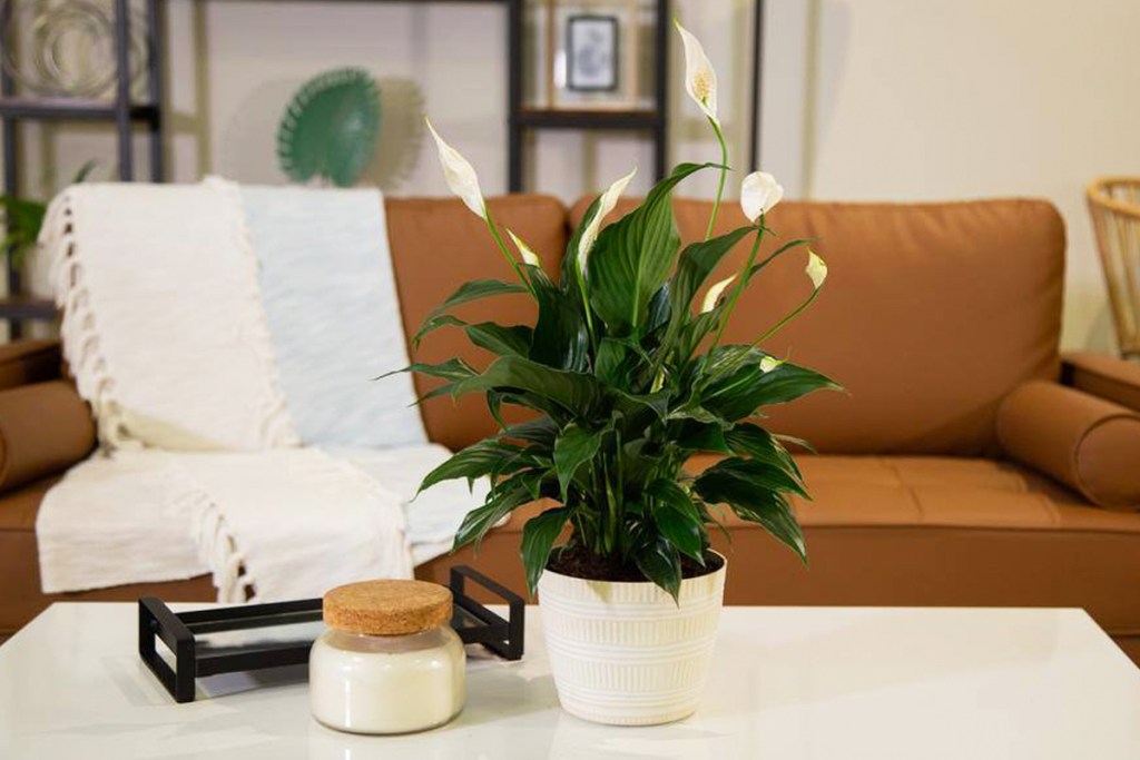 peace lily in white pot on coffee table