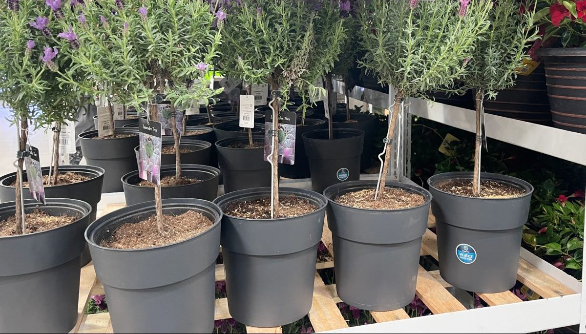 Costco Has Lavender Trees For Your Home + More Live Plants from 18.99