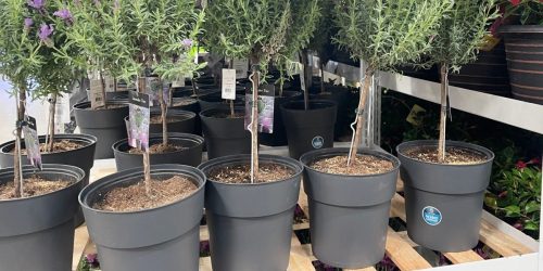 Costco Has Lavender Trees For Your Home + More Live Plants from $18.99