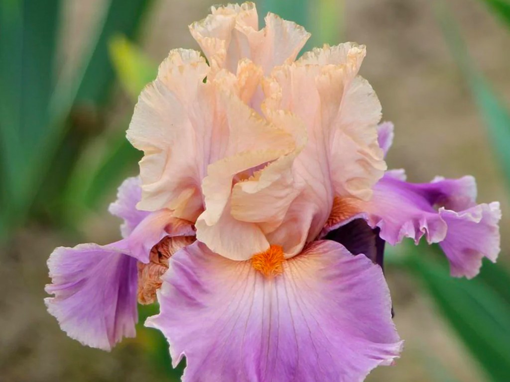 Discovered Treasure Potted Iris