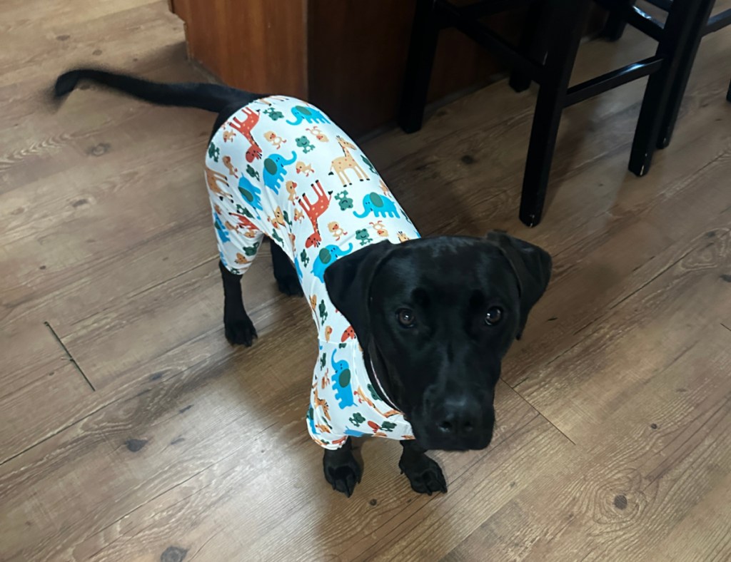 A cute dog wearing pajamas