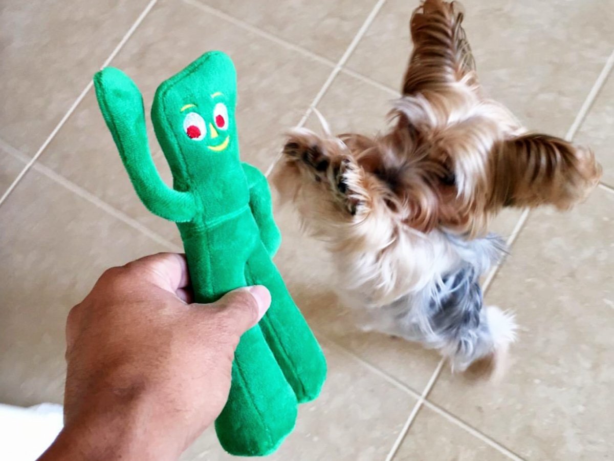 person holding green gumby plush dog toy and little dog jumping to grab it