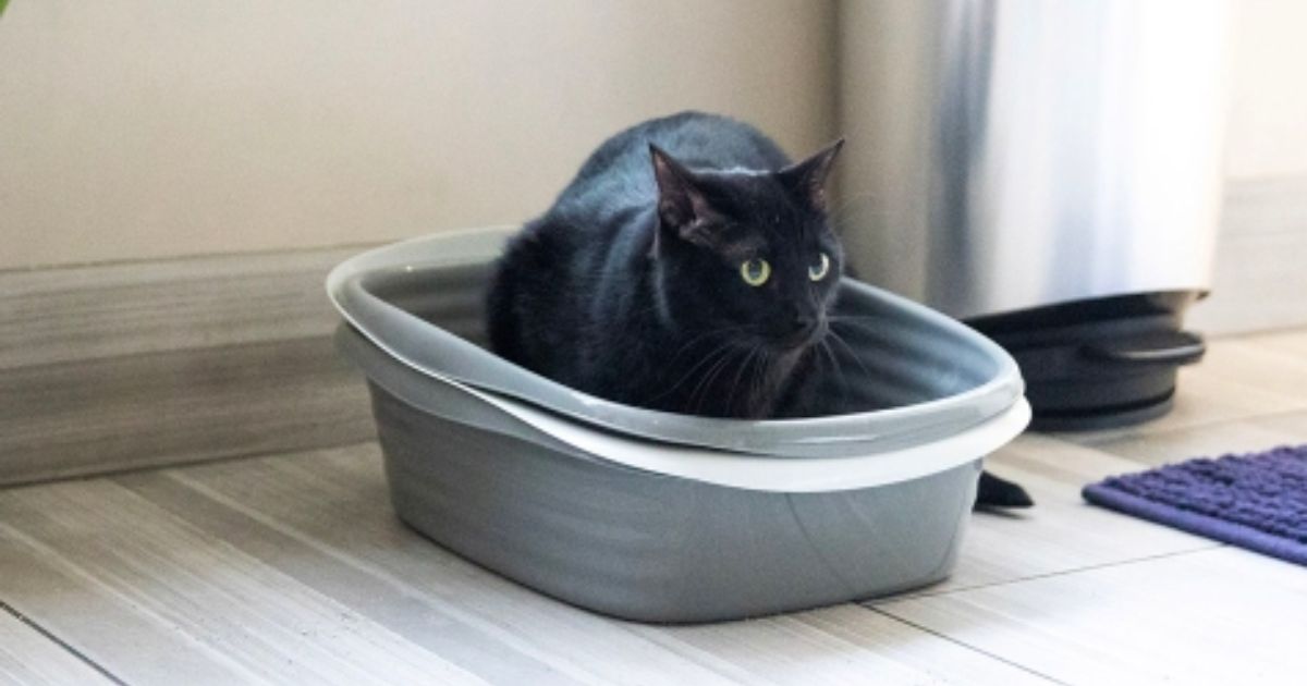 Over 65% Off Arm & Hammer Sifting Litter Box on Amazon (Only $9.74 Shipped)