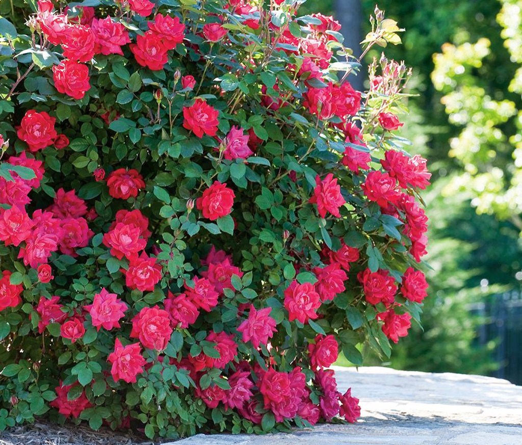 rose bush with bright red flowers