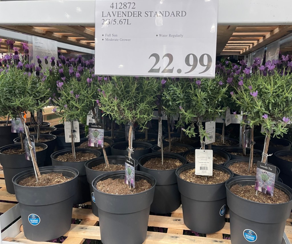 Costco Has Lavender Trees For Your Home + More Live Plants from 18.99